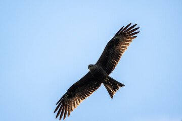 Fototapeta premium A black kite in flight against the blue sky of Crete, Greece, in summer