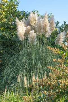 Cortaderia selloana Lampenputzergras Habitus