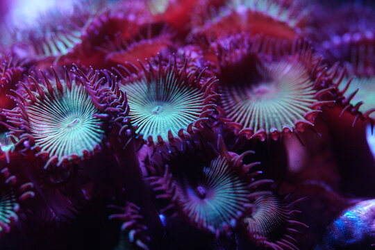 Zoanthids Coral Reef Close Up Underwater Marine Life