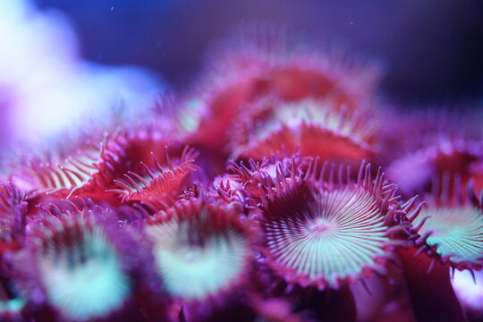 Colorful Zoanthid Coral Reef Macro Underwater Life