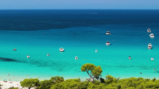 Scenic aerial drone orbit shot of prominent coastal pine tree at Saleccia pristine white sand beach in Corsica. Tropical turquoise water and white ancored sailing boats Caribbean of Europe 4K