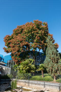 Koelreuteria paniculata Habitus micht Frcuht