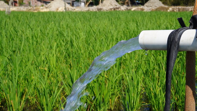 Fresh groundwater flowing from a PVC pipe to irrigate vibrant green rice fields using an electric pump system, supporting sustainable rural agriculture, crop growth, and local water management.