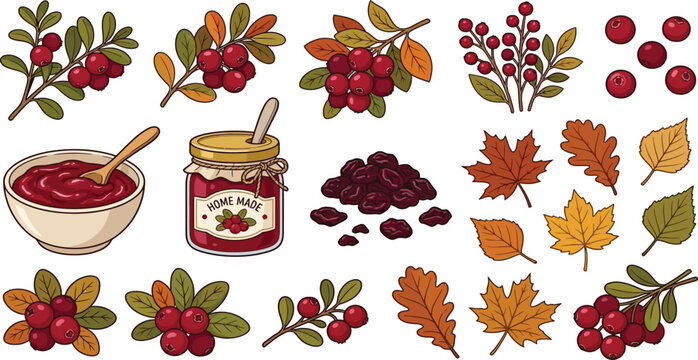  Collection of hand drawn cranberries and assorted fall leaves for seasonal design with autumn foliage cranberry sauce home made berry sprigs autumn harvest seasonal fruit maple leaves fruit jar.