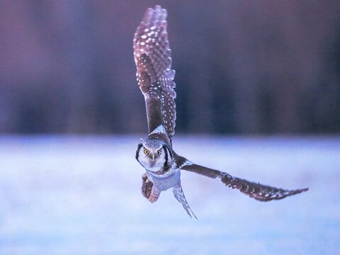 ice axe on a branch