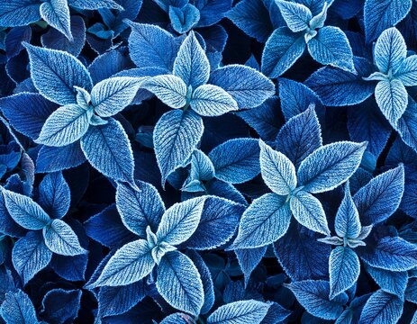 blue frosty leaves densely packed creating a cool textured natural pattern