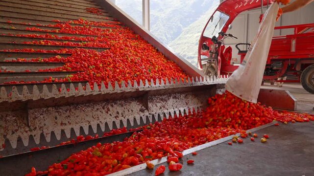 Red Chili Peppers Sorted on Production Line