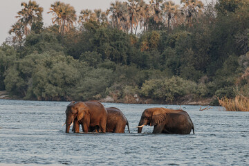 Elephants © Troy