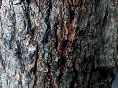 Rough tree bark texture close up background