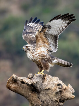 red tailed hawk buteo