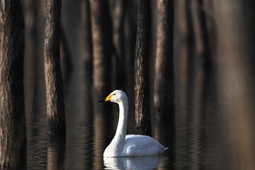 portrait of a white goose © Bai