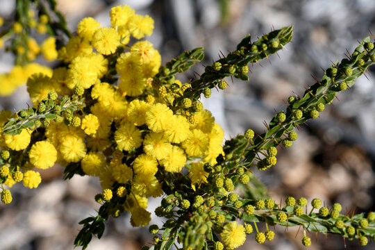 Yellow flowers and spiny stipules of the Australian native Kangaroo Thorn Wattle, Acacia paradoxa, family Fabaceae. Also called the Prickly or Hedge wattle. Endemic to woodland and open forest