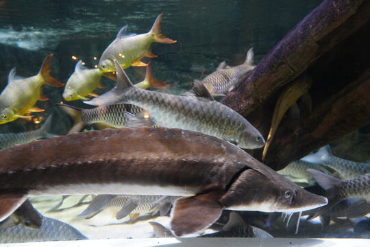 Aquarium Fish Featuring a Sturgeon and Java Barb Community