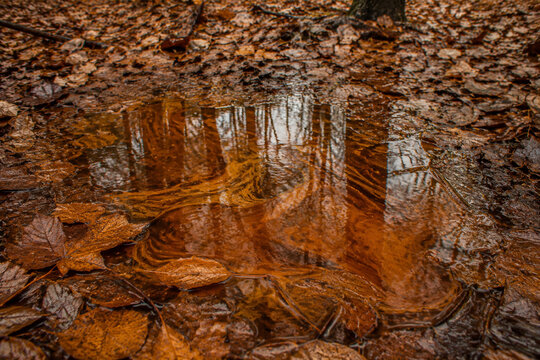 Autumn forest floor with wet brown leaves and a tea-colored rain puddle.