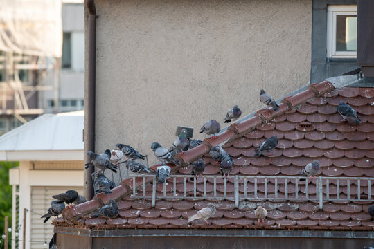 Stadttauben sitzen auf einem Hausdach