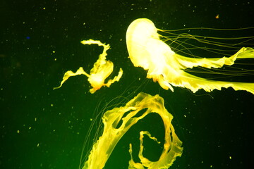 Jellyfish Glowing in the Deep Ocean © Jimmy