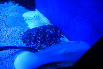 Spotted Ray in Aquarium Under Blue Light © Jimmy