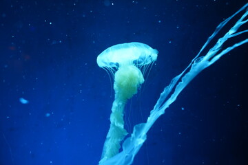 Glowing Jellyfish in Dark Blue Water © Jimmy