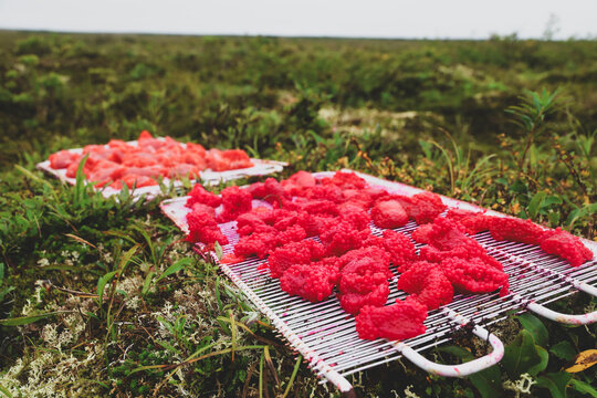 Bright red salmon roe curing eggs on metal racks over green tundra in Alaska glowing under soft daylight.