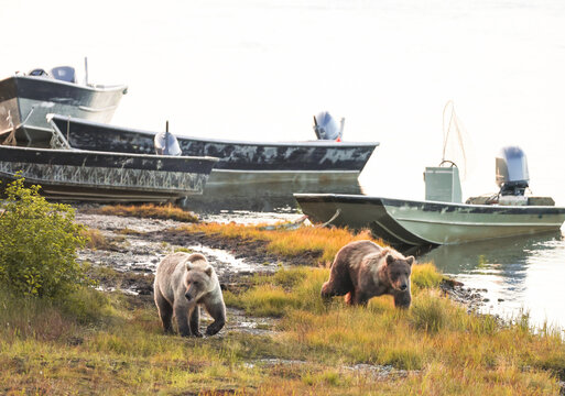 Two brown bears walk along muddy shore beside aluminum boats on the Egegik River in Alaska, illuminated by soft morning light.