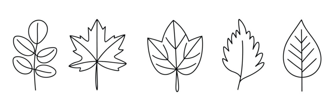 Hand drawn leaves outline featuring editable stroke, oak and maple leaf shapes, minimalist botanical line art for autumn, nature, eco and educational design.