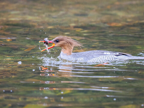 great crested grebe with fish