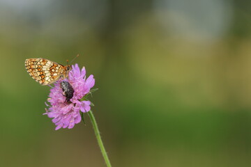 una farfalla melitaea su un fiore in estate © Simona