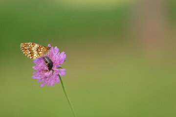 una farfalla melitaea su un fiore in estate © Simona