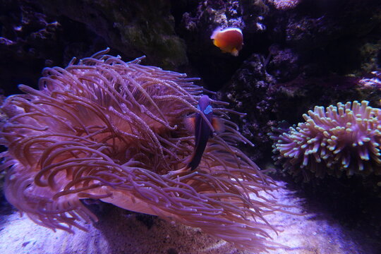 Anemone and Clownfish in Aquarium
