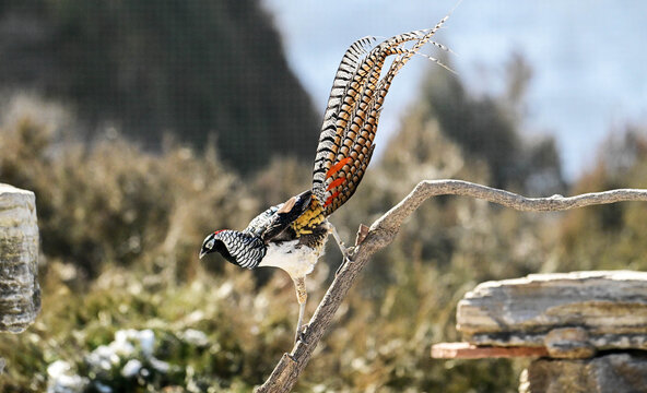 butterfly on a branch