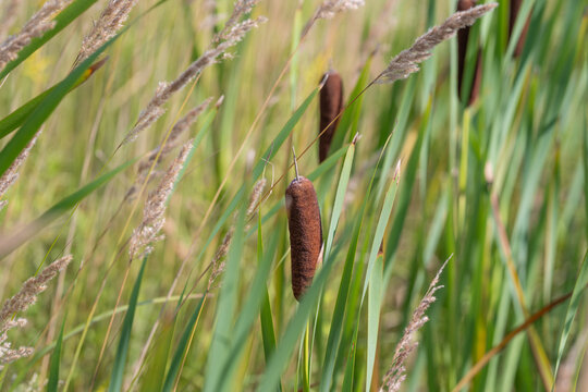 Tall grass sways gently alongside a slender cattail in a tranquil wetland area during a sunny afternoon