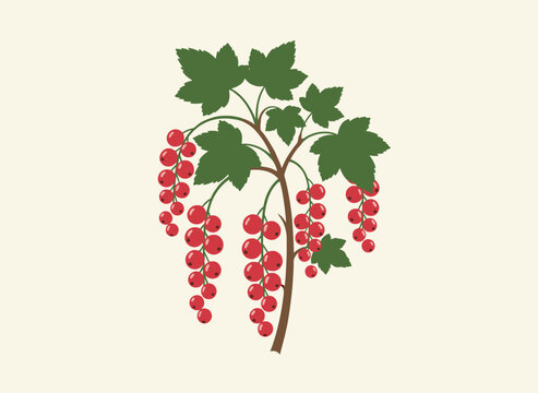 Detailed botanical illustration of a vibrant redcurrant branch, laden with clusters of ripe red berries and lush green leaves.