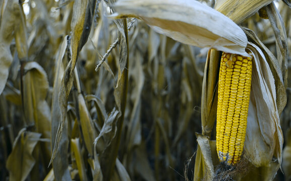 Golden ears of iseased dry corn on the cob causes drought on stalk in autumn field ready harvest Dried cornfield pathway with withered maize stalks fallen cobs showing drought damage, harvest season