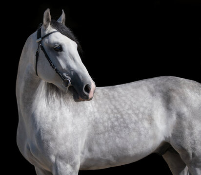 Horse. White horse on black background. Portrait. Close-up. A thoroughbred horse of the Oryol Trotter breed. Harness racing. Trotting horse race. Side view. Head in profile