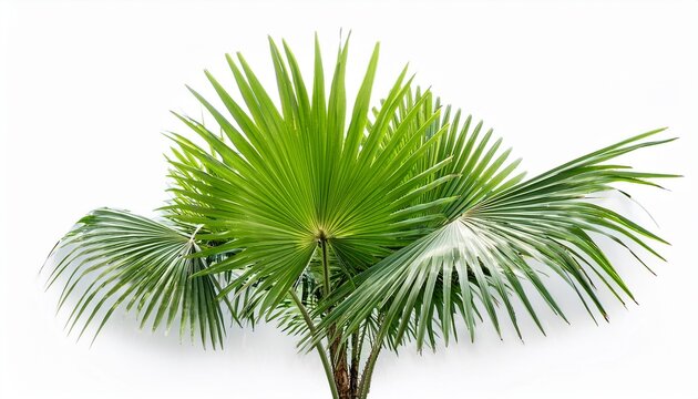 tropical palm plants with vibrant green foliage isolated on white background