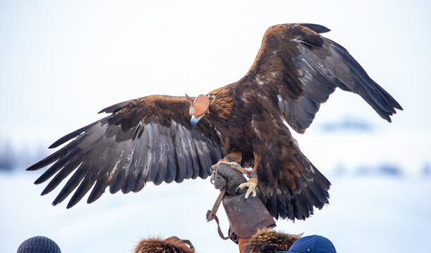 Golden eagle in traditional leather hood spreading its wings during a Kazakh eagle hunting demonstration. Snowy landscape, falconry, nomadic culture and Central Asian heritage.