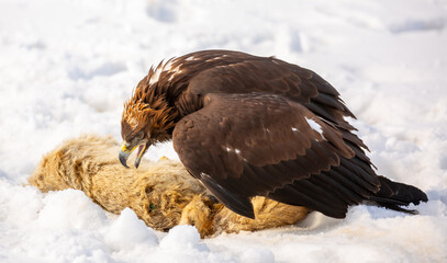 Fototapeta premium A bird of prey hunts its prey. A large eagle caught a fox against a backdrop of snow. Falconry. Berkutchi. A national tradition of Asia. A golden eagle sits in the snow, clinging to its prey.