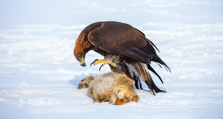 Fototapeta premium A bird of prey hunts its prey. A large eagle caught a fox against a backdrop of snow. Falconry. Berkutchi. A national tradition of Asia. A golden eagle sits in the snow, clinging to its prey.