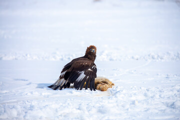 Fototapeta premium A large eagle caught a fox against a backdrop of snow. A bird of prey hunts its prey. A golden eagle sits in the snow, clinging to its prey. Falconry. A national tradition of Asia. Berkutchi,