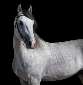 Horse. White horse on black background. Portrait. Close-up. A thoroughbred horse of the Oryol Trotter breed. Harness racing. Trotting horse race. Side view. Head in profile