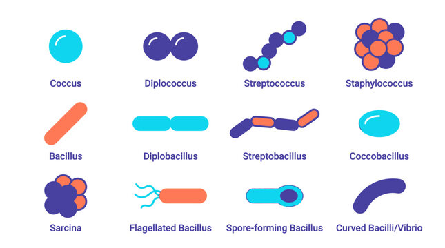 Bacterial morphology chart details different shapes of bacteria including coccus and bacillus types.