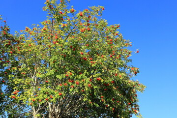 Rowan berry tree with red berries. Blue sky as background. © Martin of Sweden