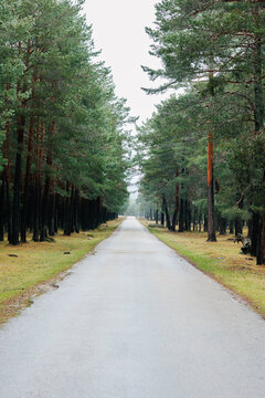 Misty Forest Path, Soria