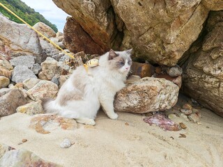 cat on the beach © Bai