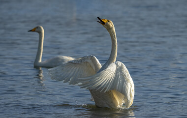 two swans on the river © Bai