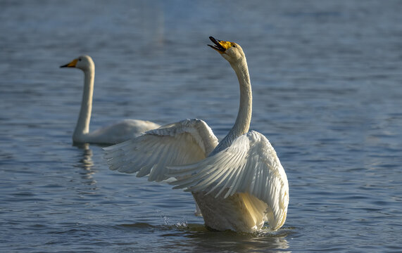 two swans on the river