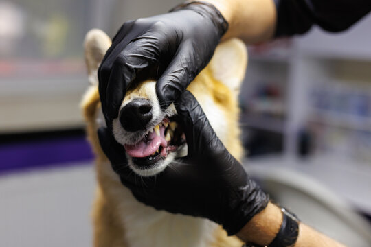 Cropped veterinary doctor examining mouth and teeth of beautiful dog