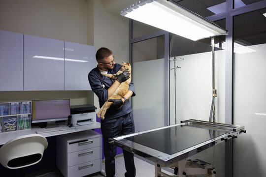 Focused young adult male veterinary doctor keeping cute red hair cat