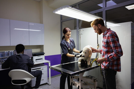 Doctor examining paw of dog near owner and pet, man using computer