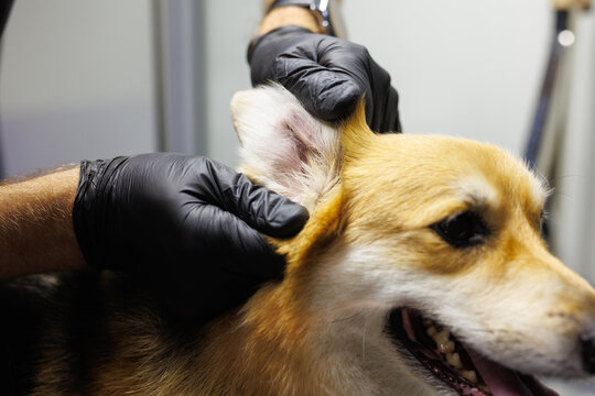 Partial veterinary doctor examining ear of furry adorable dog